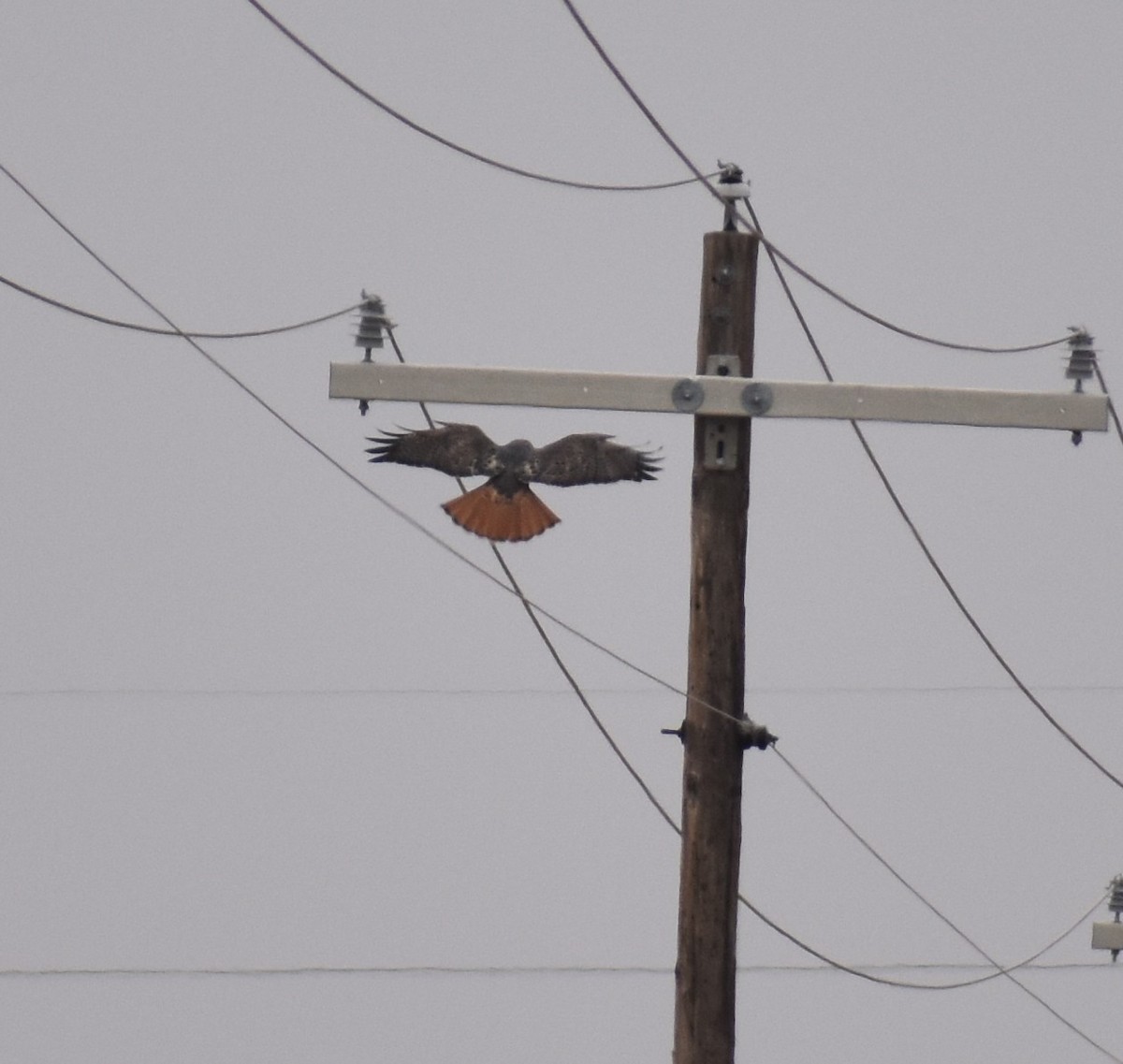 Red-tailed Hawk - ML646941968