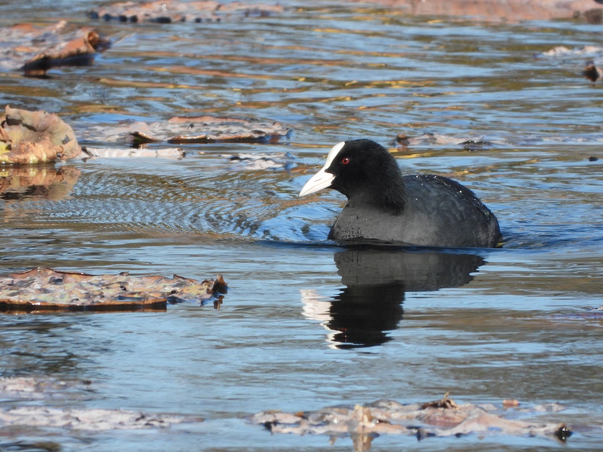 sothøne - ML646941971