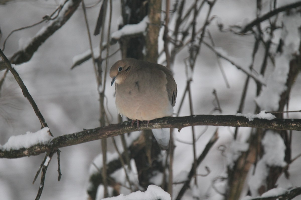 Mourning Dove - ML646941973