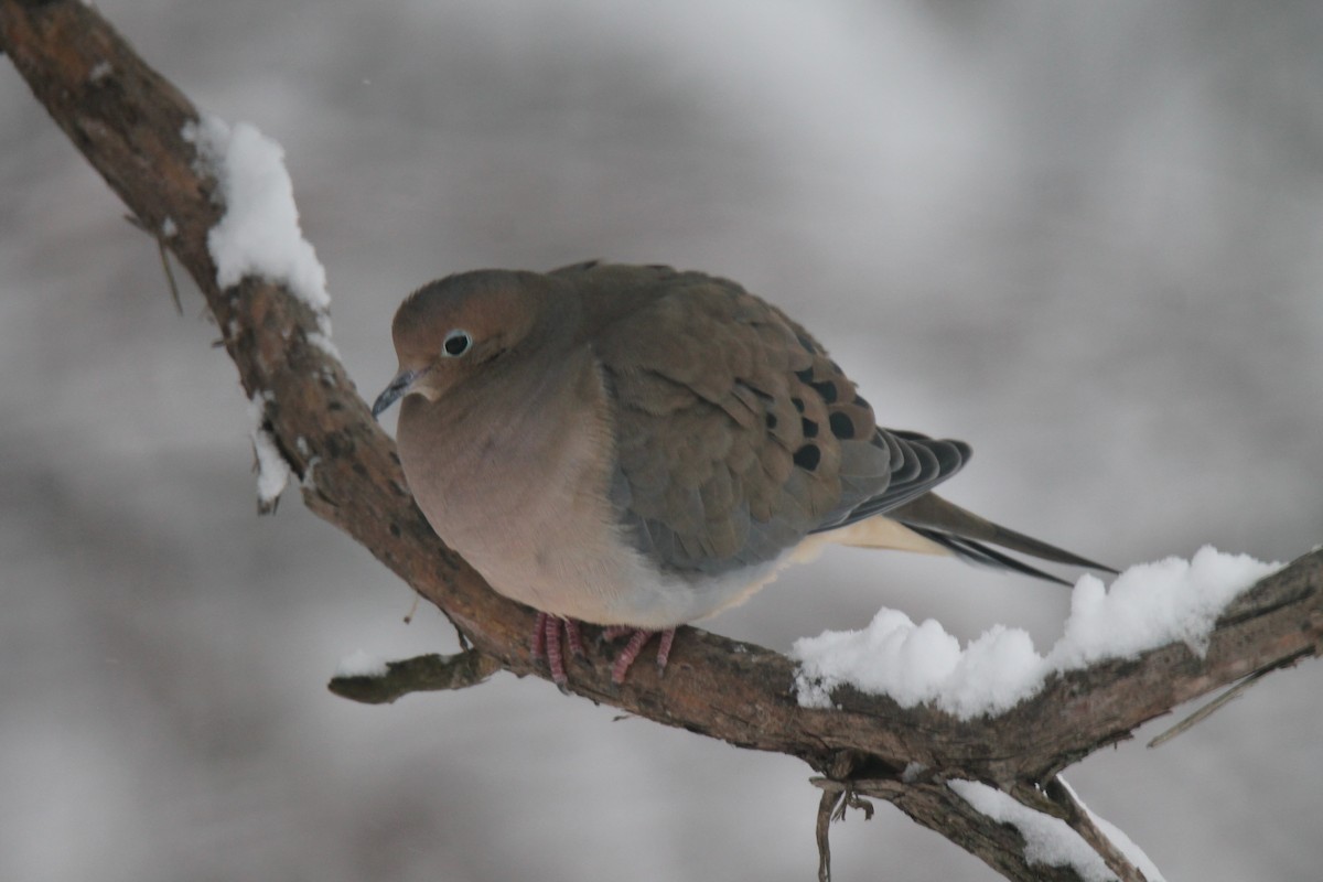 Mourning Dove - ML646941974