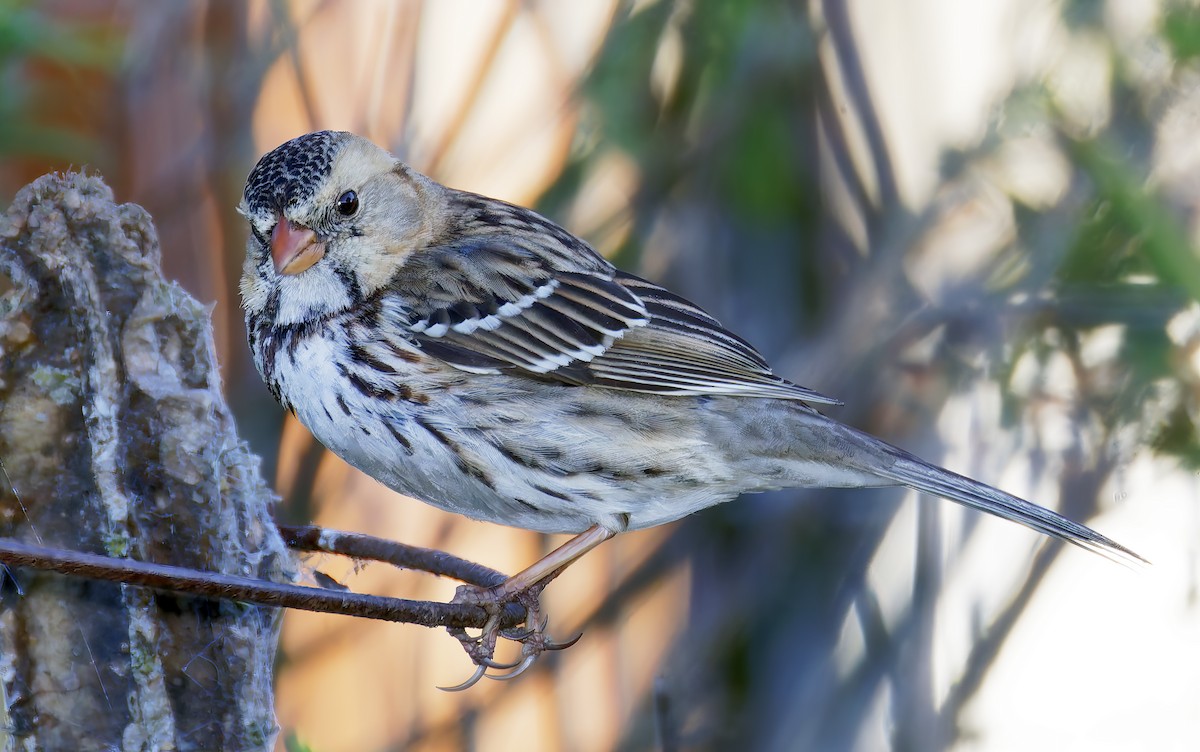 Harris's Sparrow - ML646941977