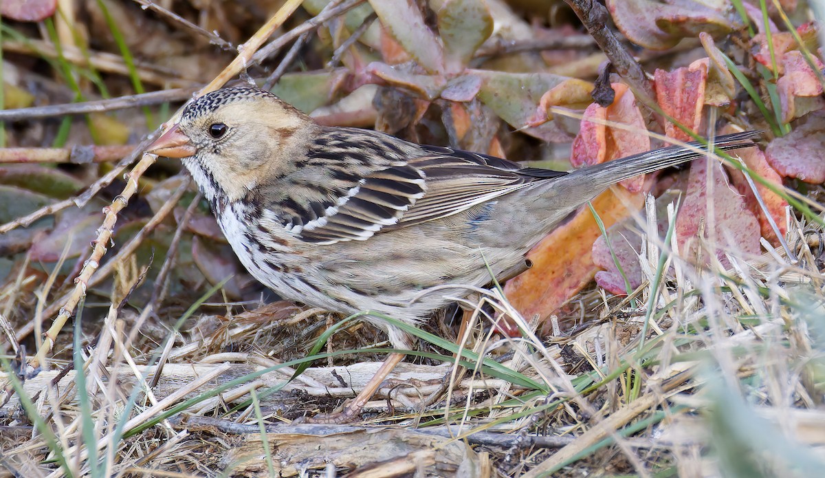 Harris's Sparrow - ML646941978