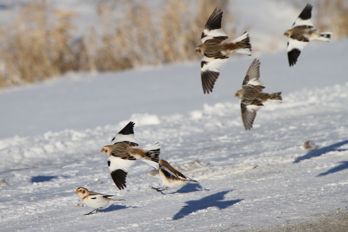 Snow Bunting - ML646941979