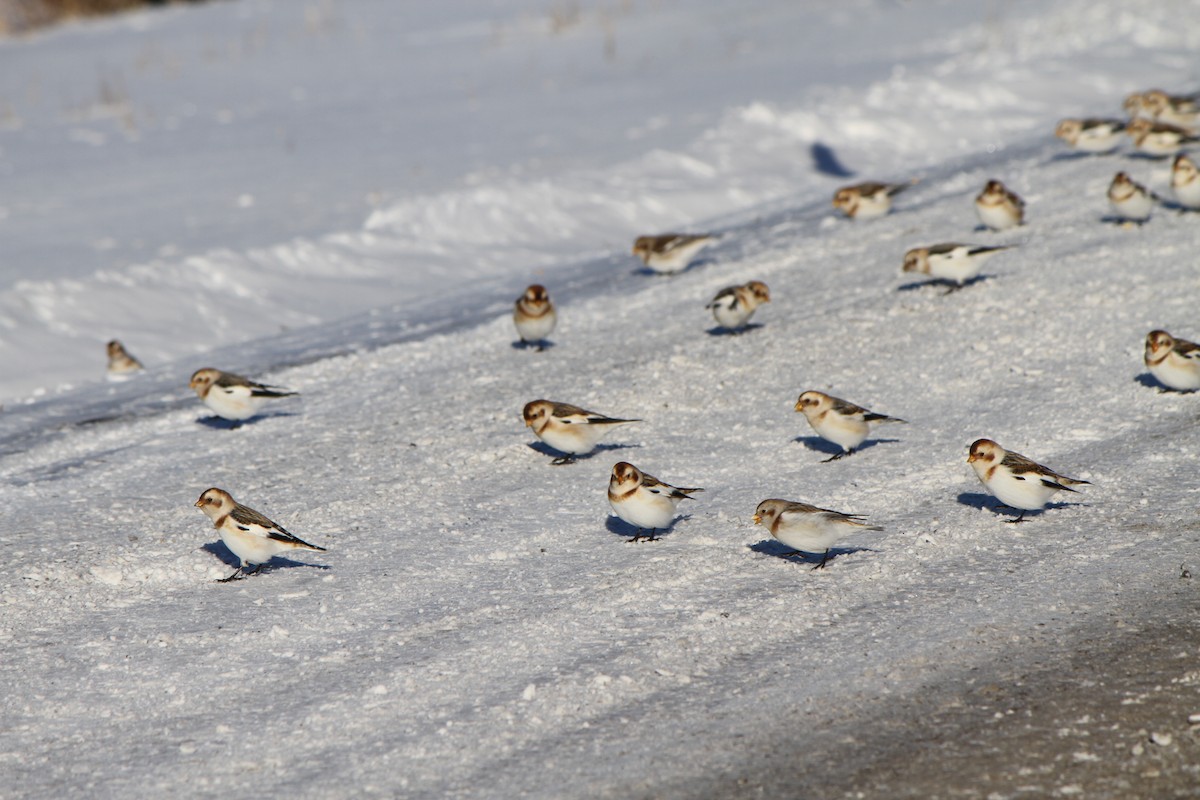 Snow Bunting - ML646941980