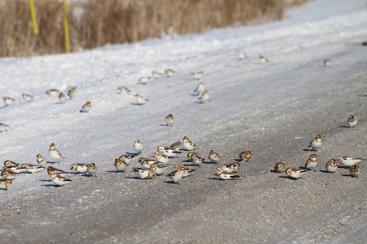Snow Bunting - ML646941981