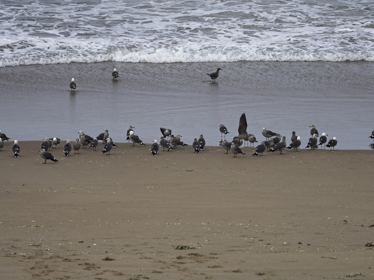 Heermann's Gull - ML646941991