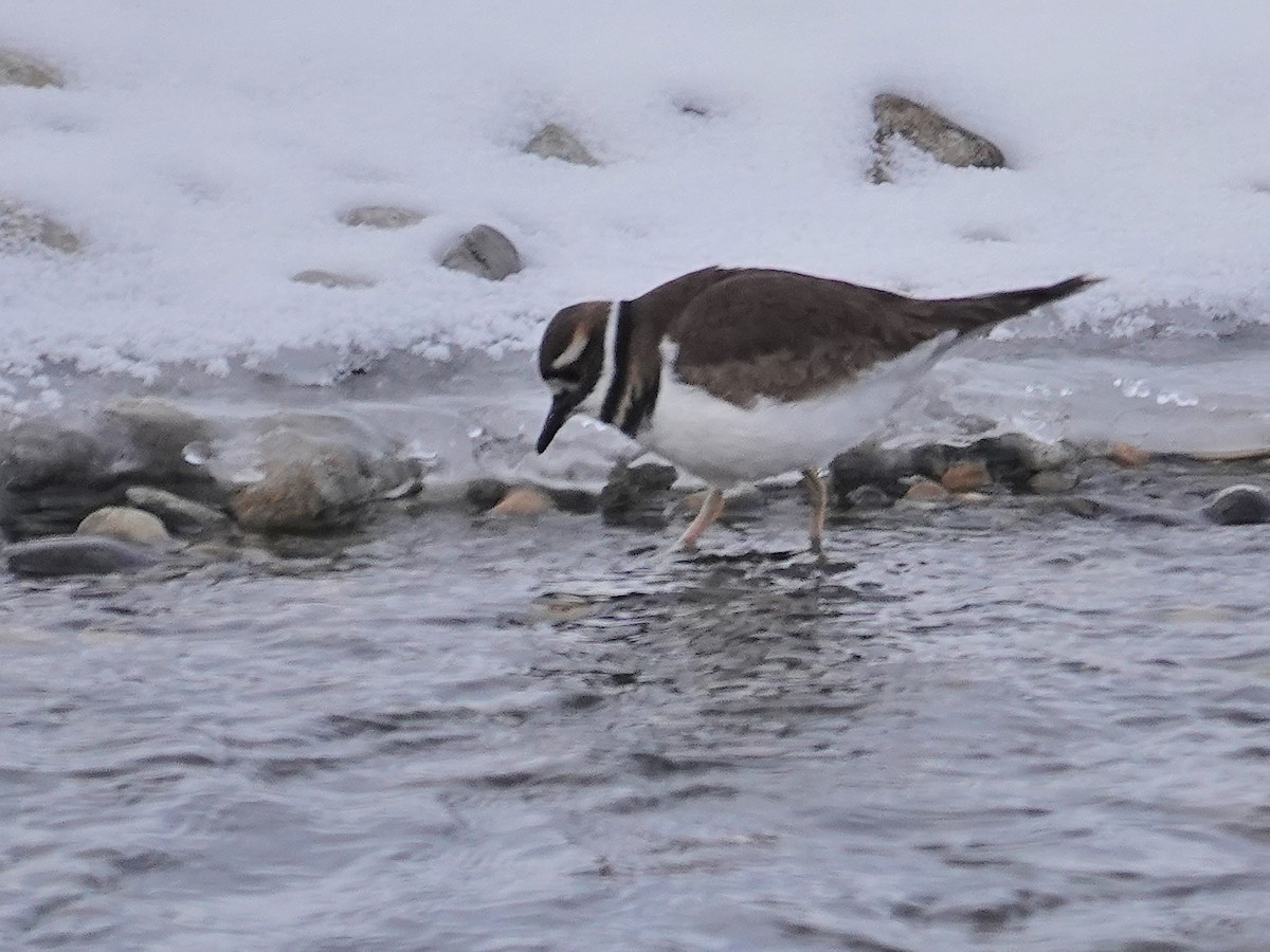 Killdeer - ML646942000