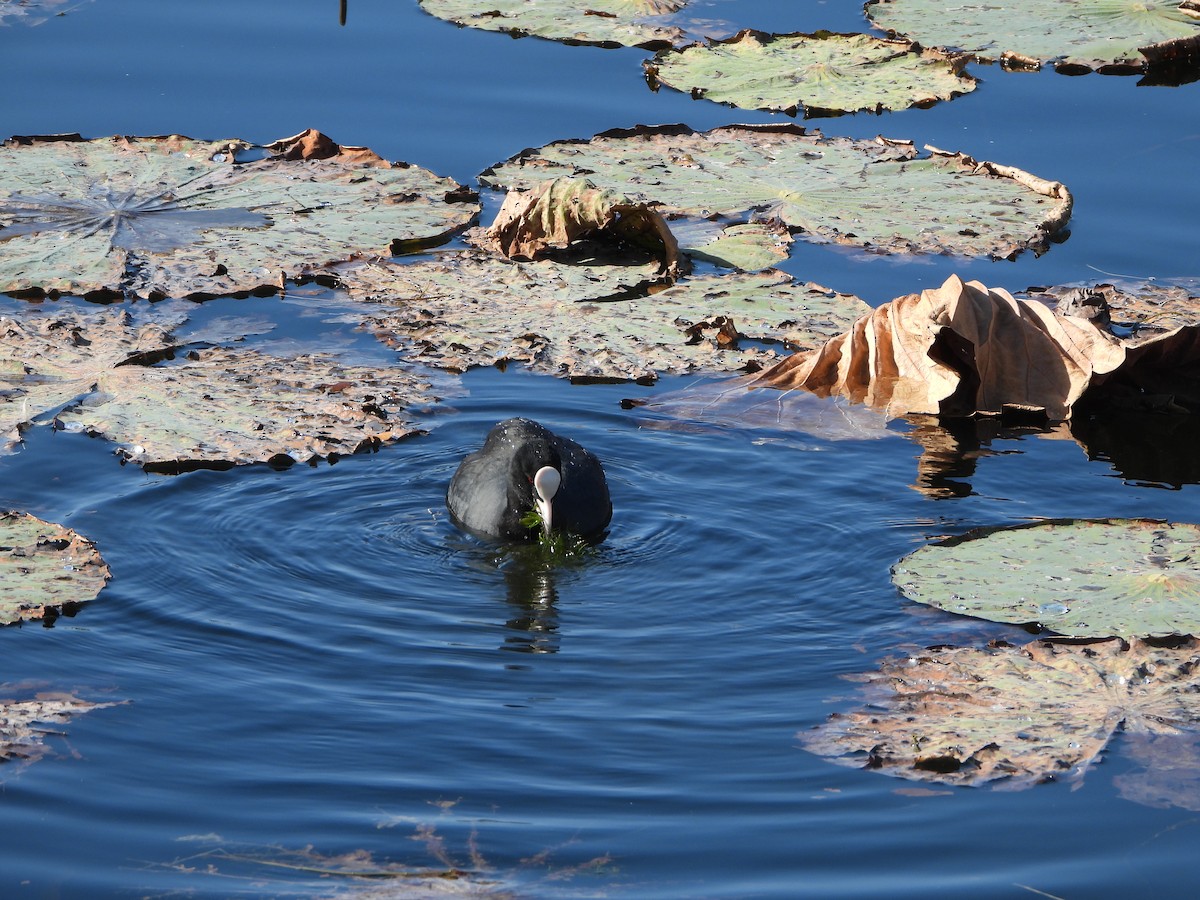 sothøne - ML646942006
