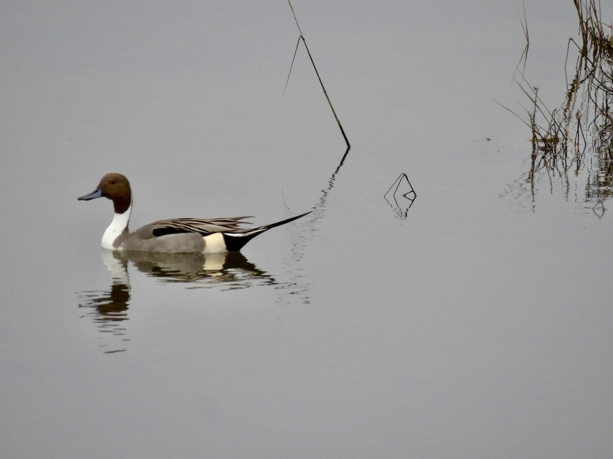 Northern Pintail - ML646942007