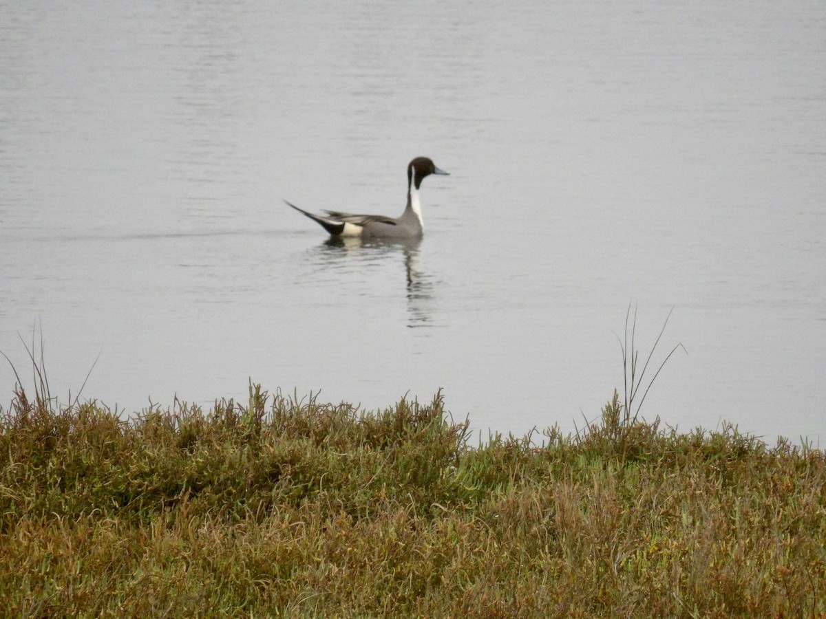 Northern Pintail - ML646942008