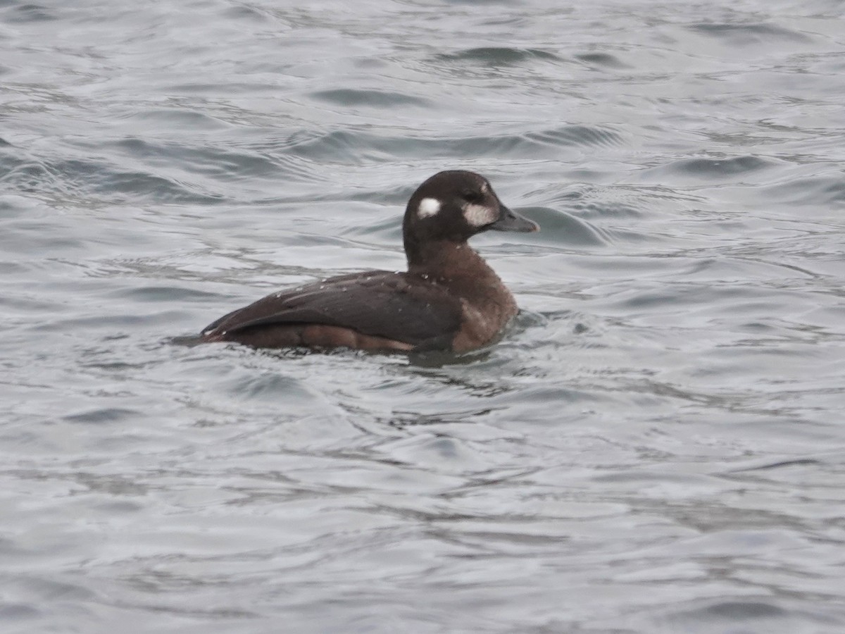 Harlequin Duck - ML646942009