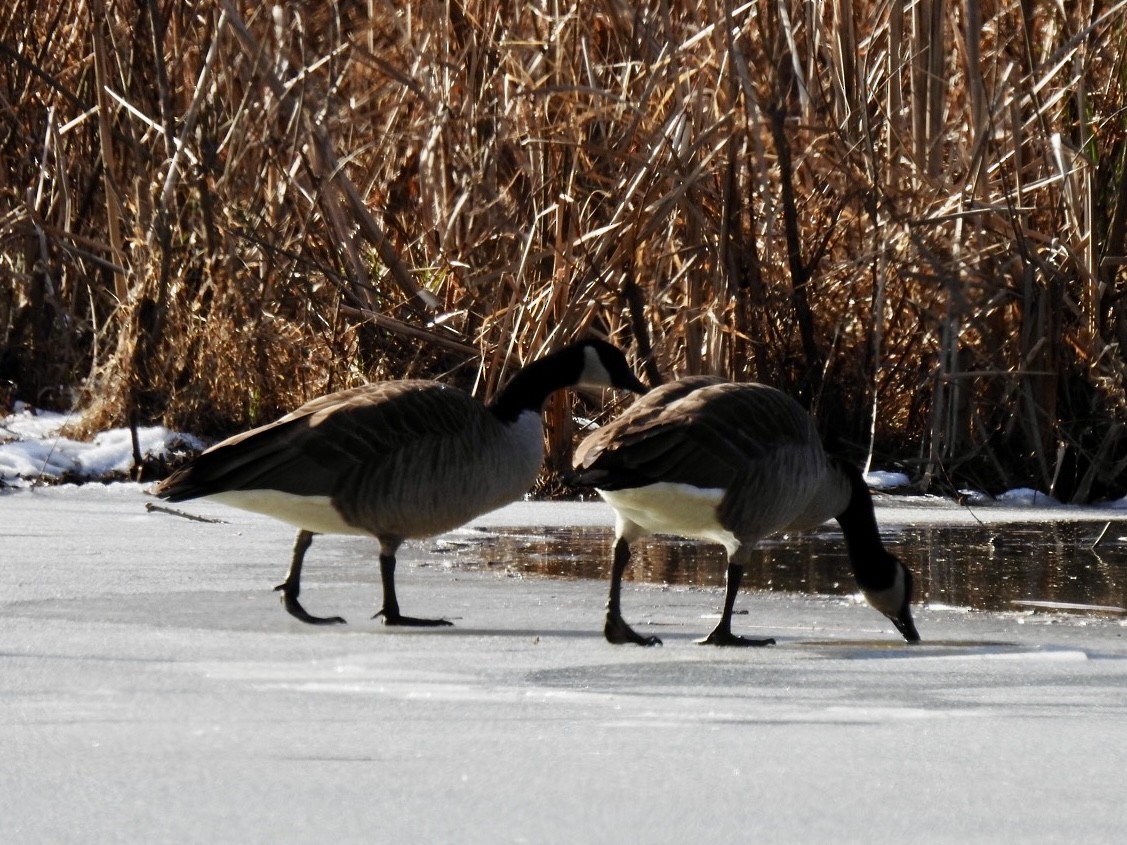 Canada Goose - ML646942010