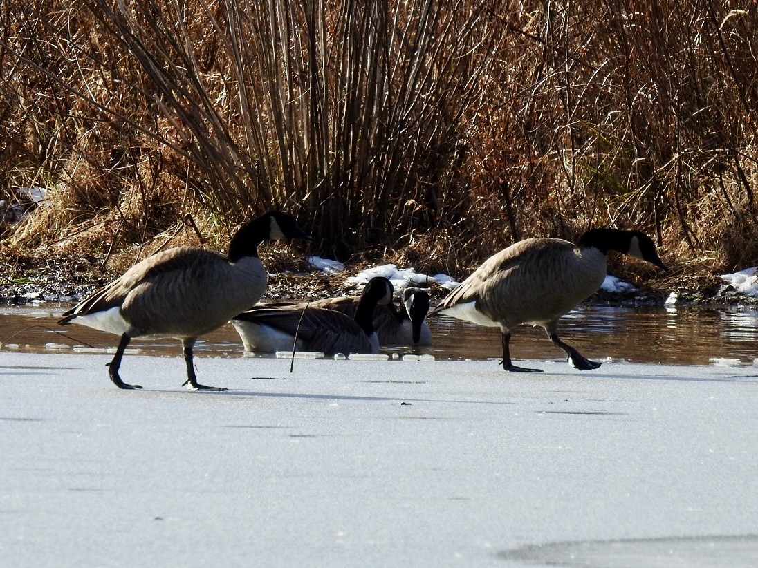 Canada Goose - ML646942011