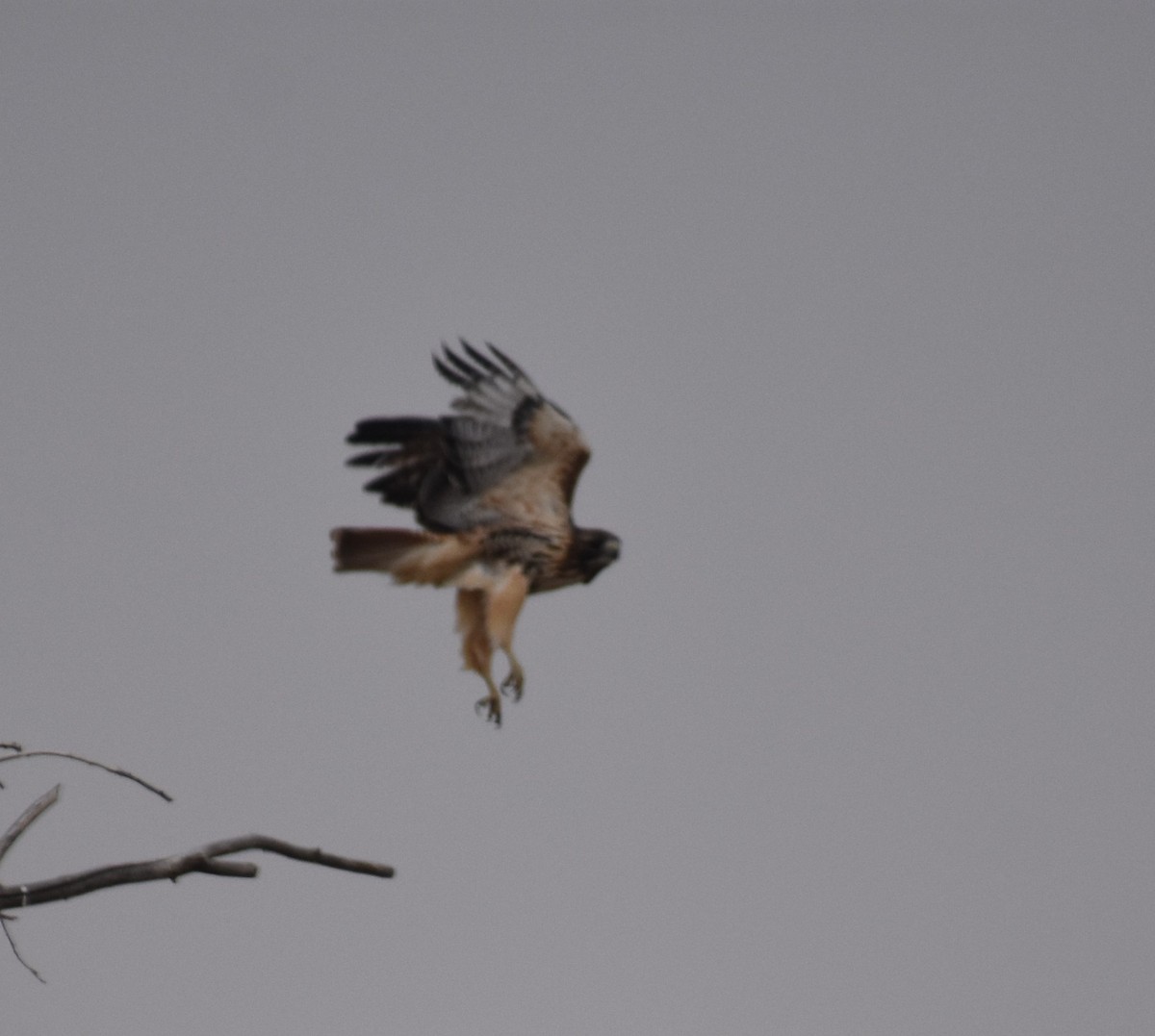 Red-tailed Hawk - ML646942013