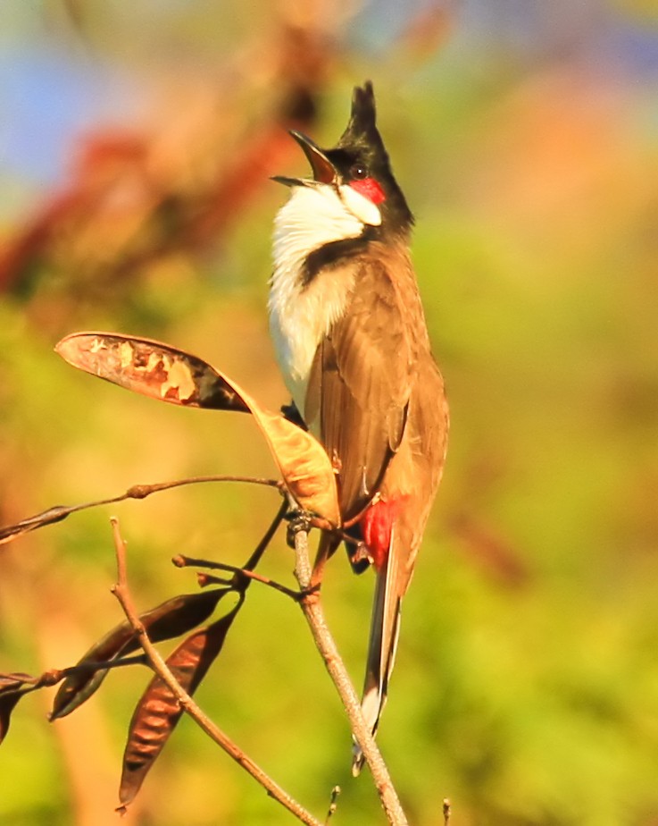 rødørebylbyl - ML646942014