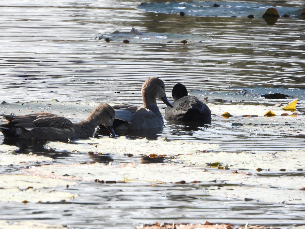 snadderand - ML646942016