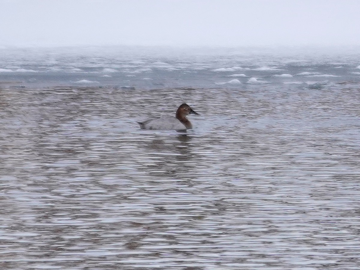 帆背潛鴨 - ML646942018