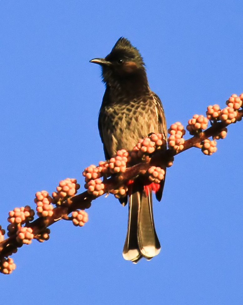 rødgumpbylbyl - ML646942023