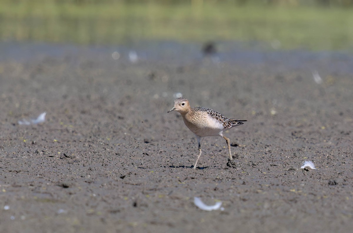 コモンシギ - ML646942024