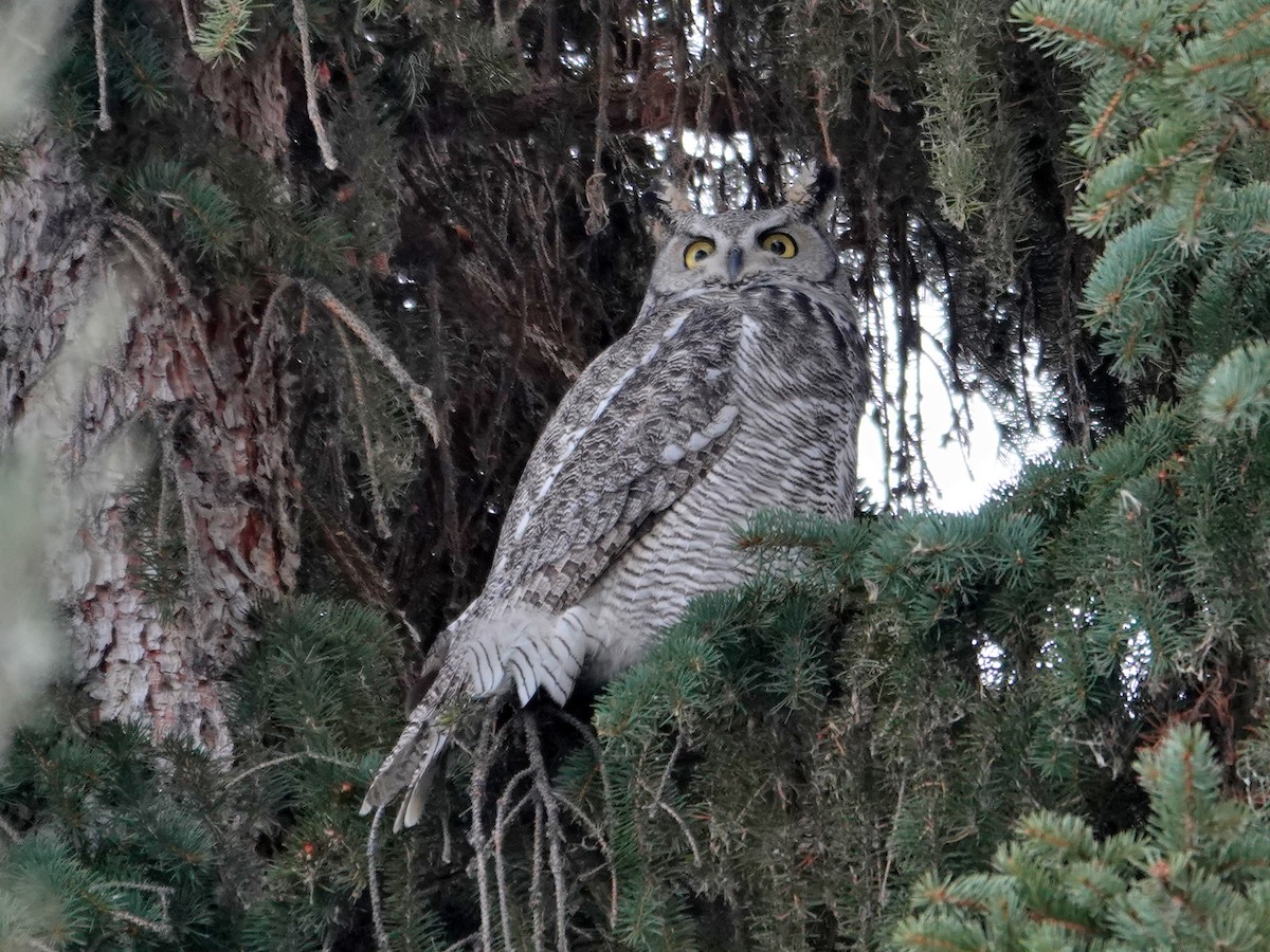 Great Horned Owl - ML646942025