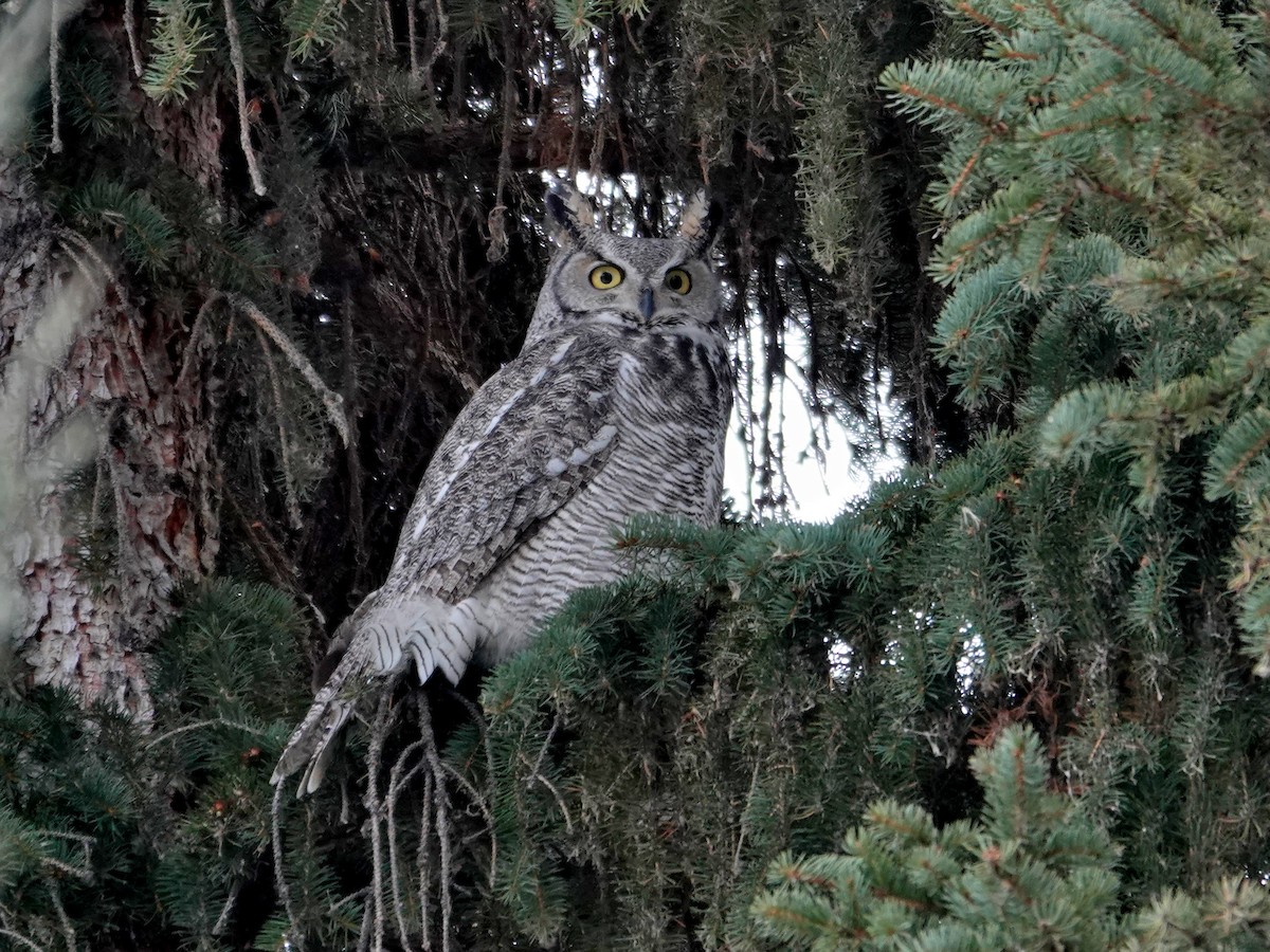 Great Horned Owl - ML646942026