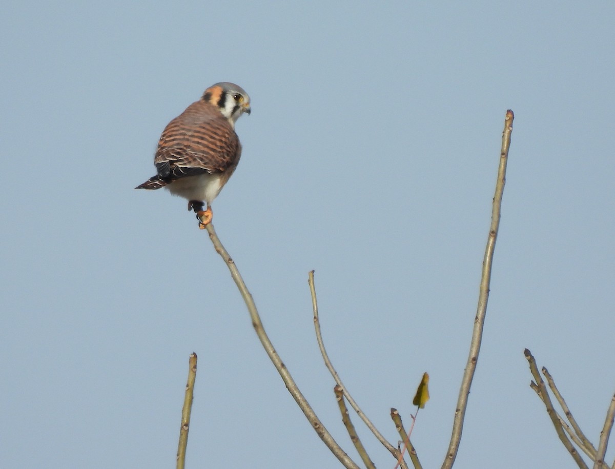 בז אמריקני - ML646942027