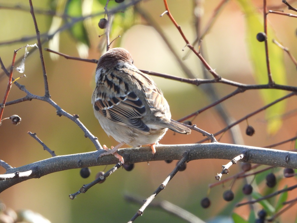 pilfink - ML646942030