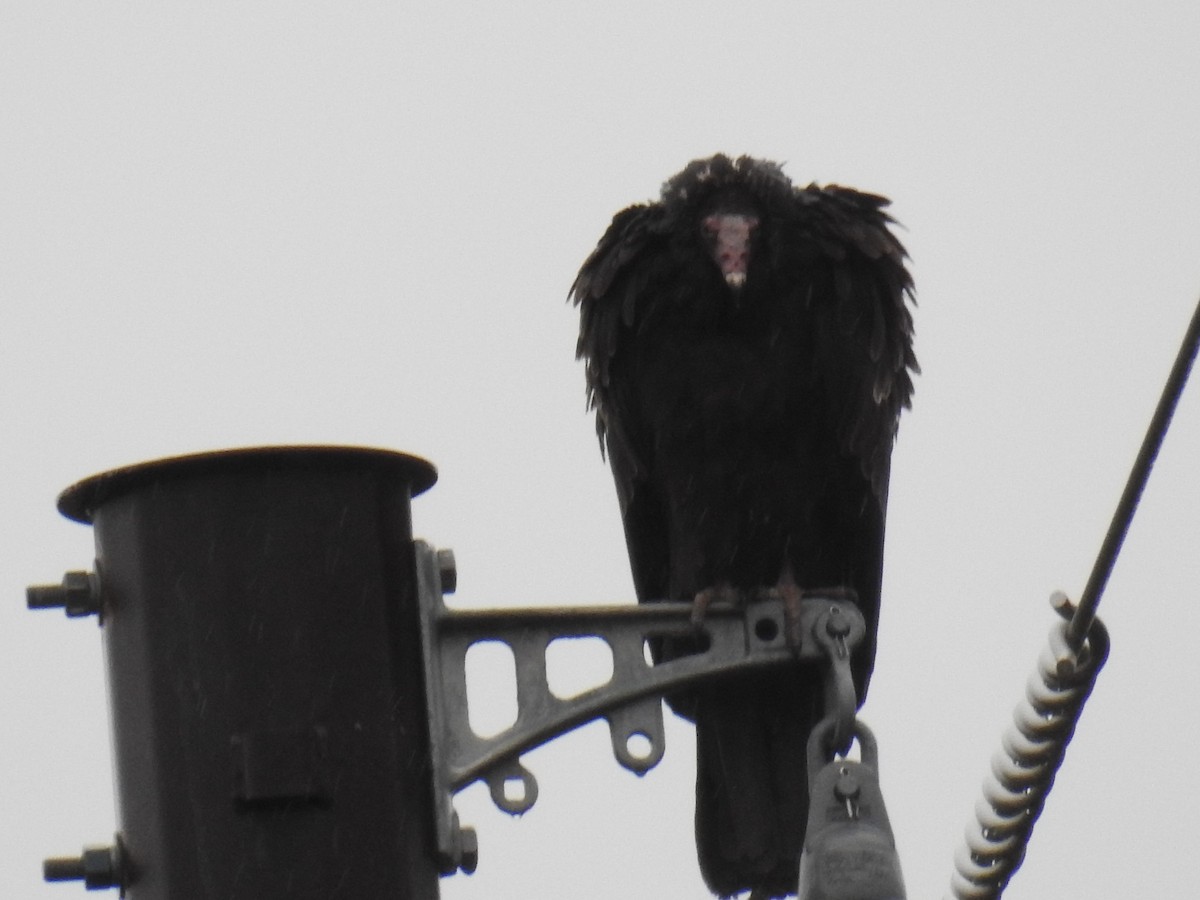 kalkunkondor - ML646942031