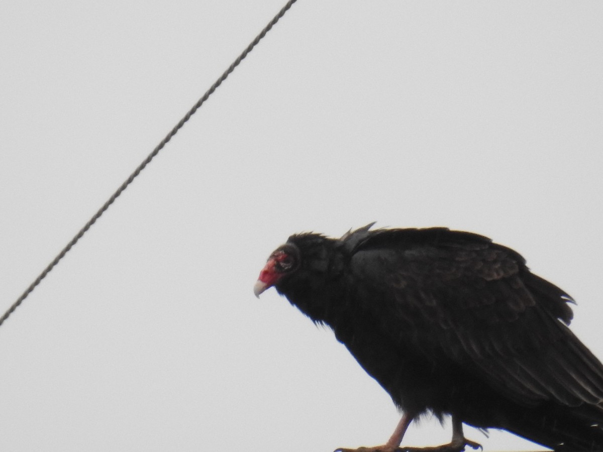 kalkunkondor - ML646942032