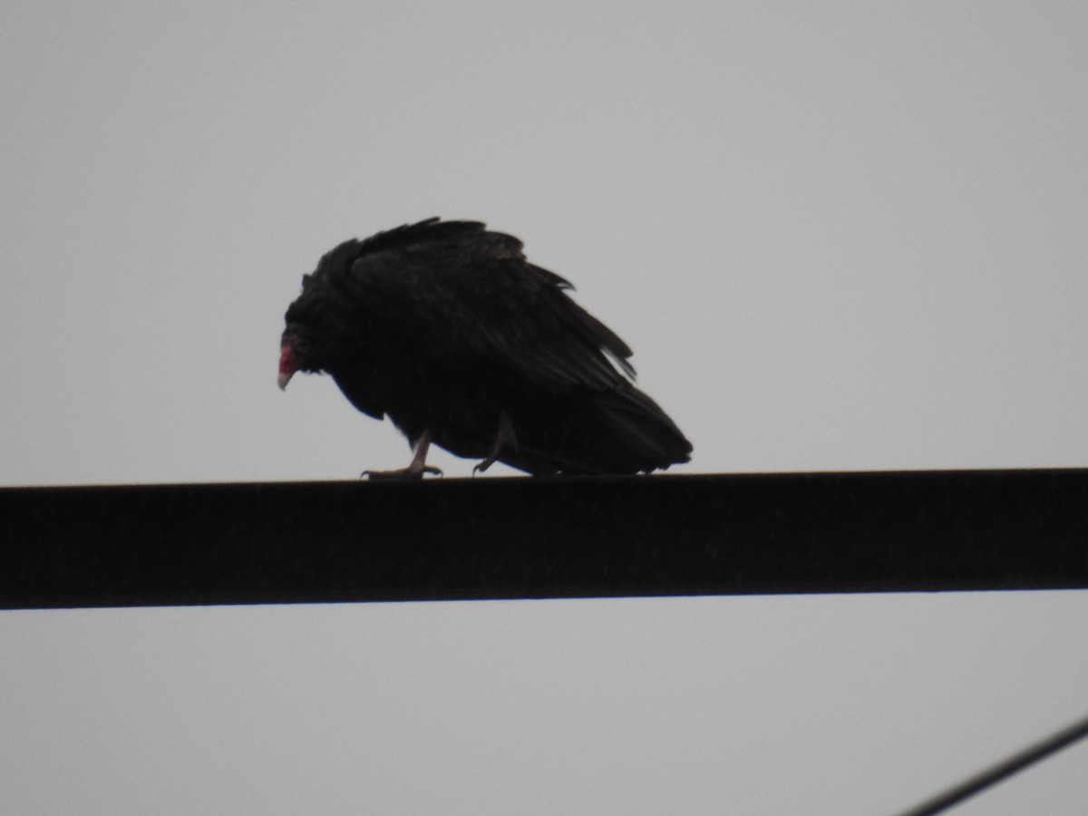 kalkunkondor - ML646942033