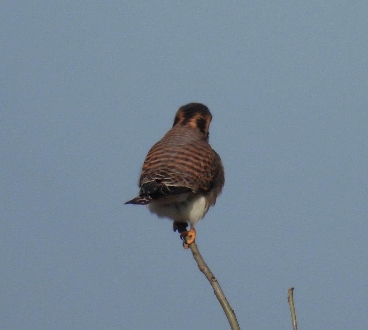בז אמריקני - ML646942036