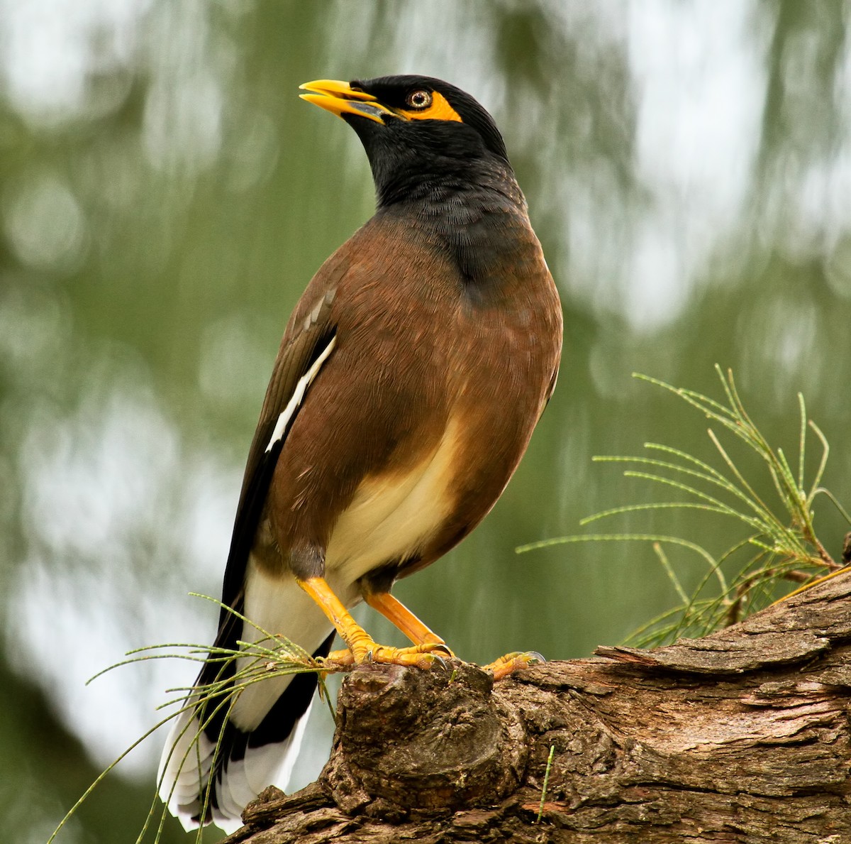 hyrdestær - ML646942037