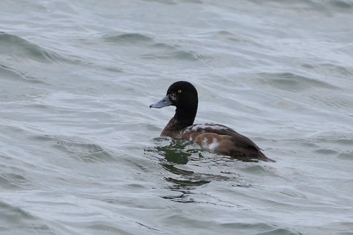 Greater Scaup - ML646942039