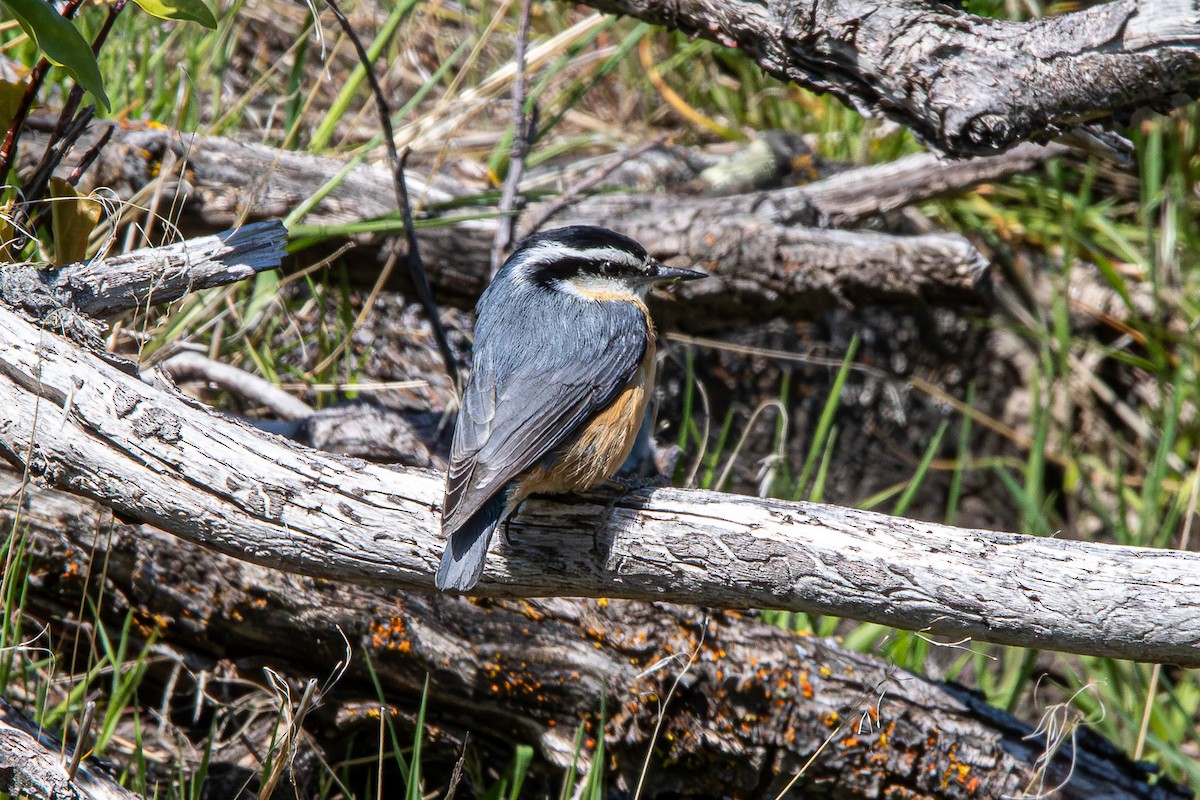 Red-breasted Nuthatch - ML646942040