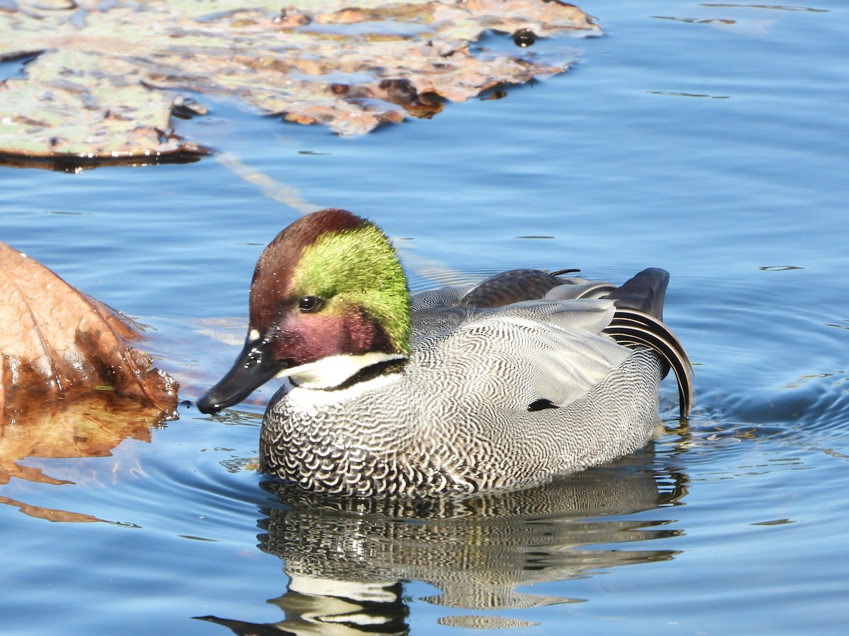 sibirand - ML646942041