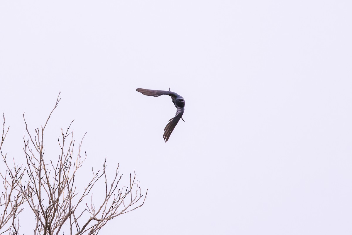 Дронго чорний - ML646942043