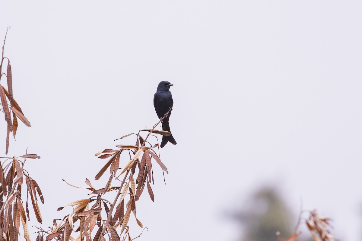 Дронго чорний - ML646942045