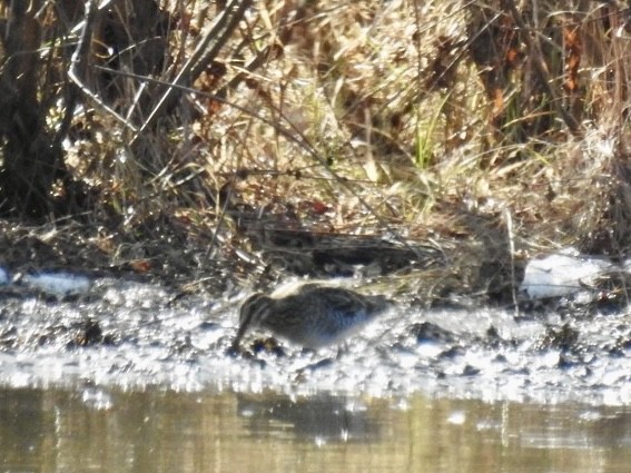 Wilson's Snipe - ML646942046