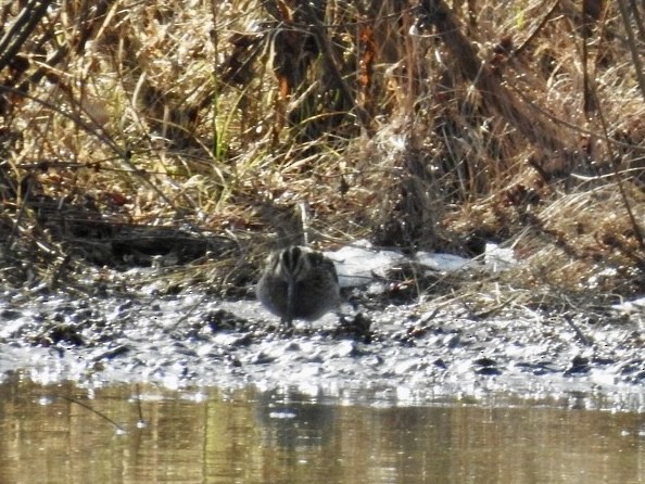 Wilson's Snipe - ML646942047