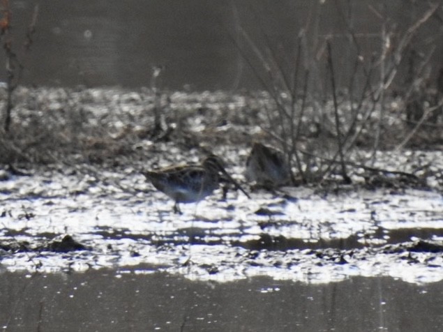 Wilson's Snipe - ML646942048