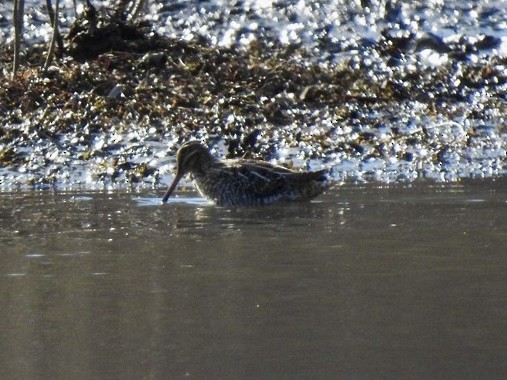 Wilson's Snipe - ML646942049