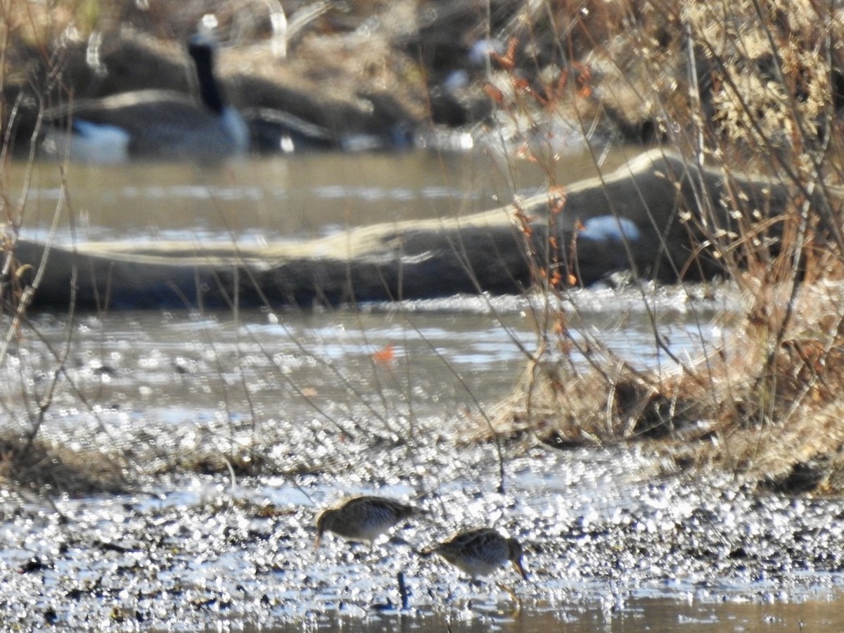Wilson's Snipe - ML646942050
