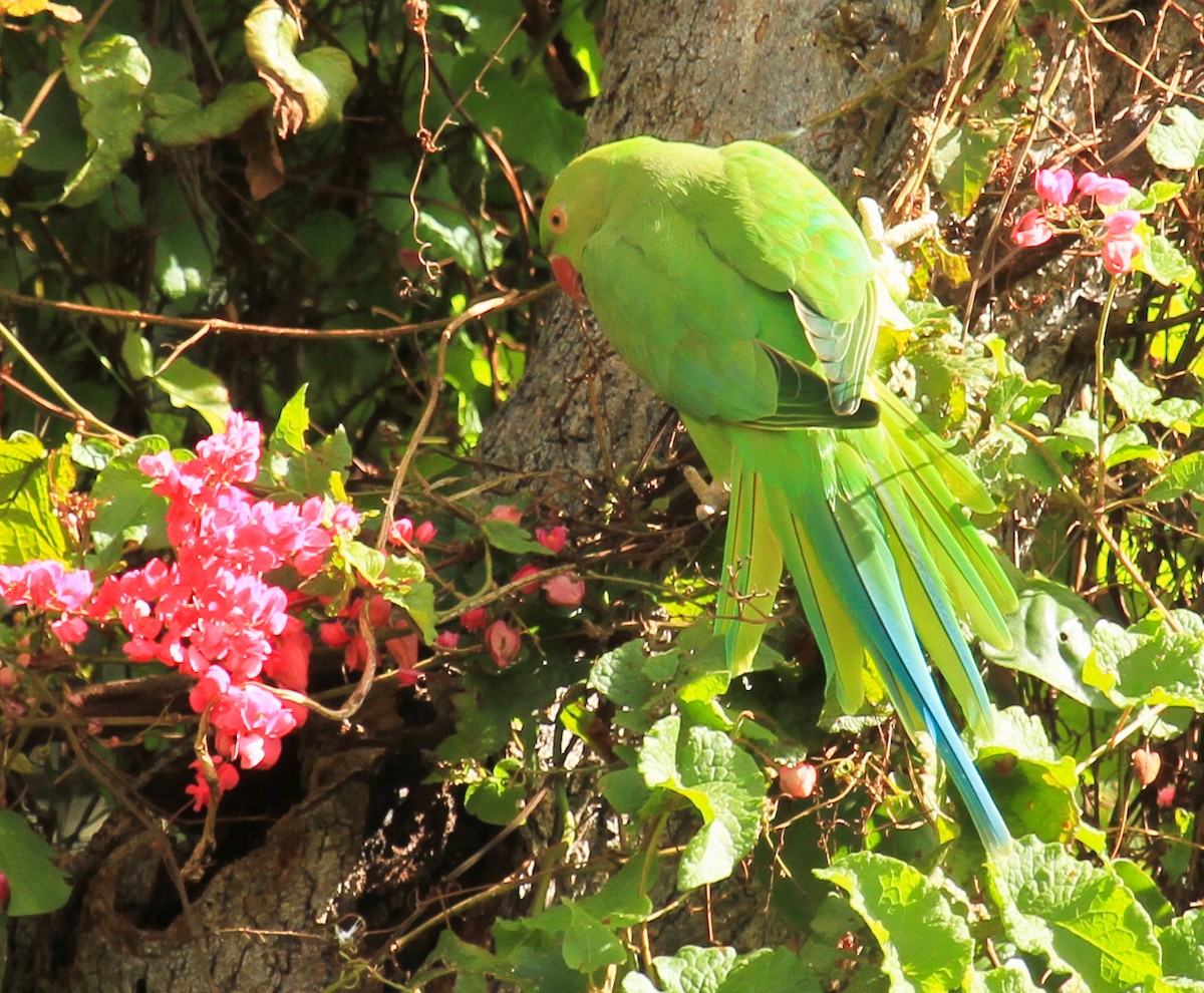 halsbåndparakitt - ML646942051