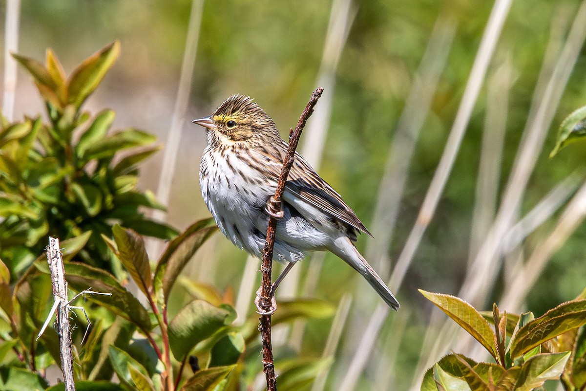 Savannah Sparrow - ML646942054