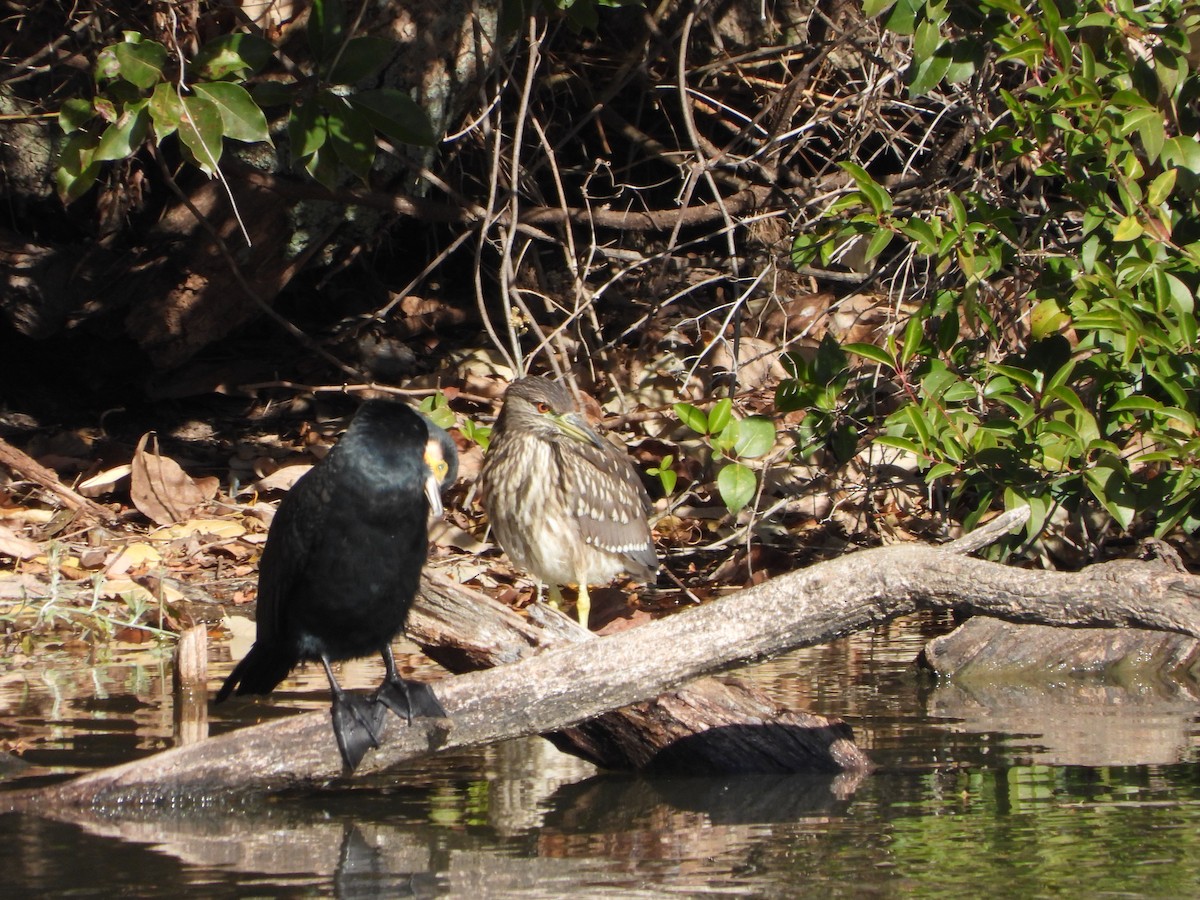 natthegre - ML646942055