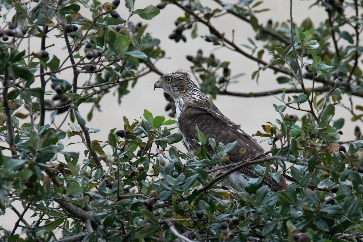 Cooper's Hawk - ML646942057
