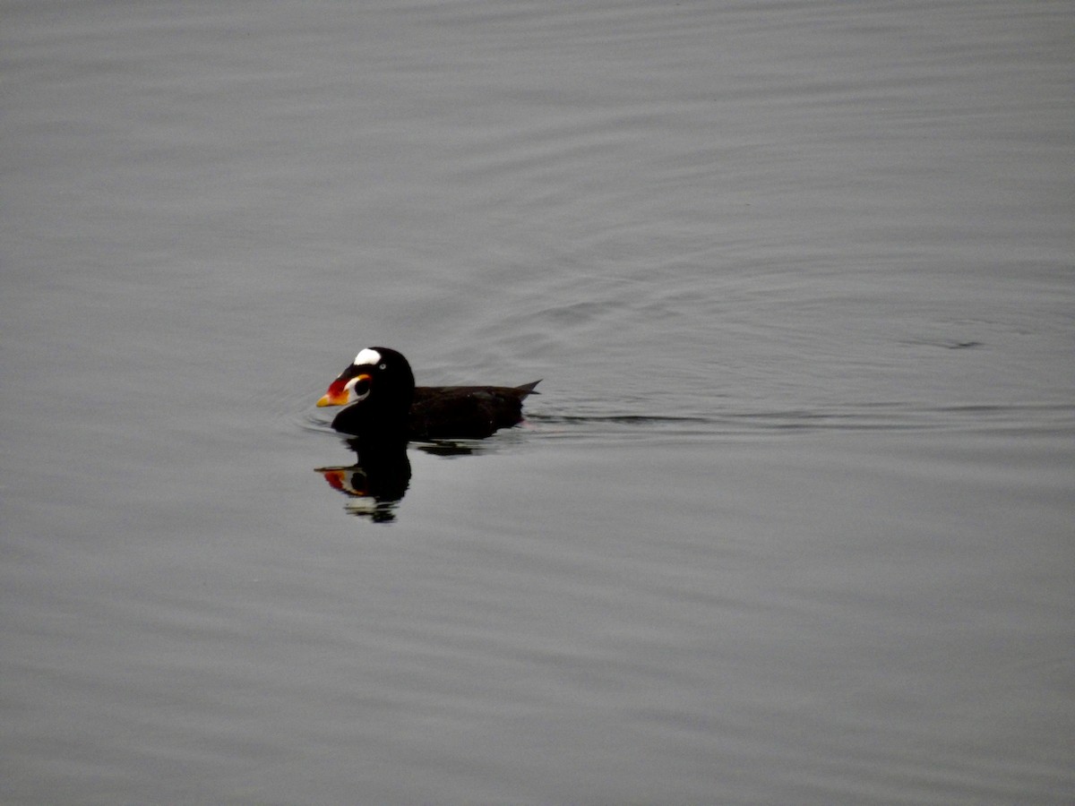 Surf Scoter - ML646942065
