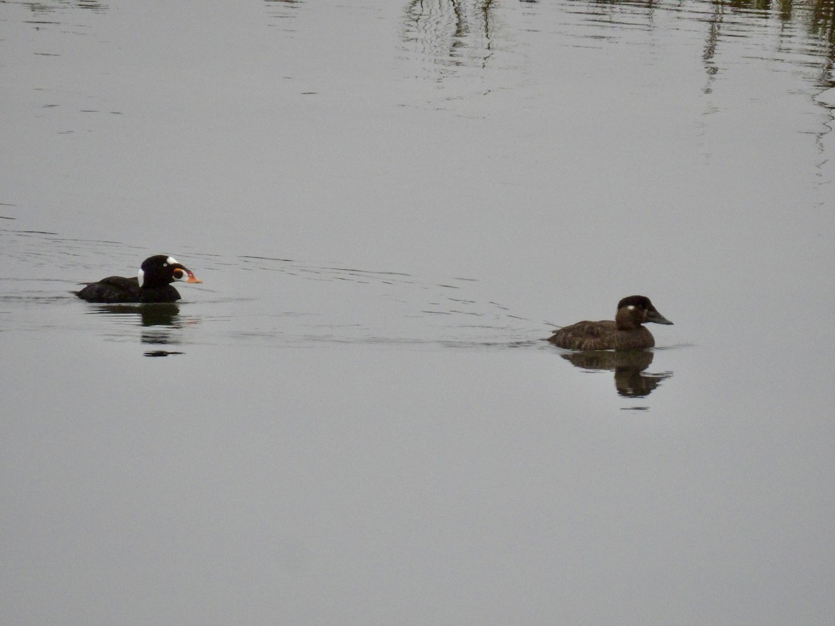 Surf Scoter - ML646942066