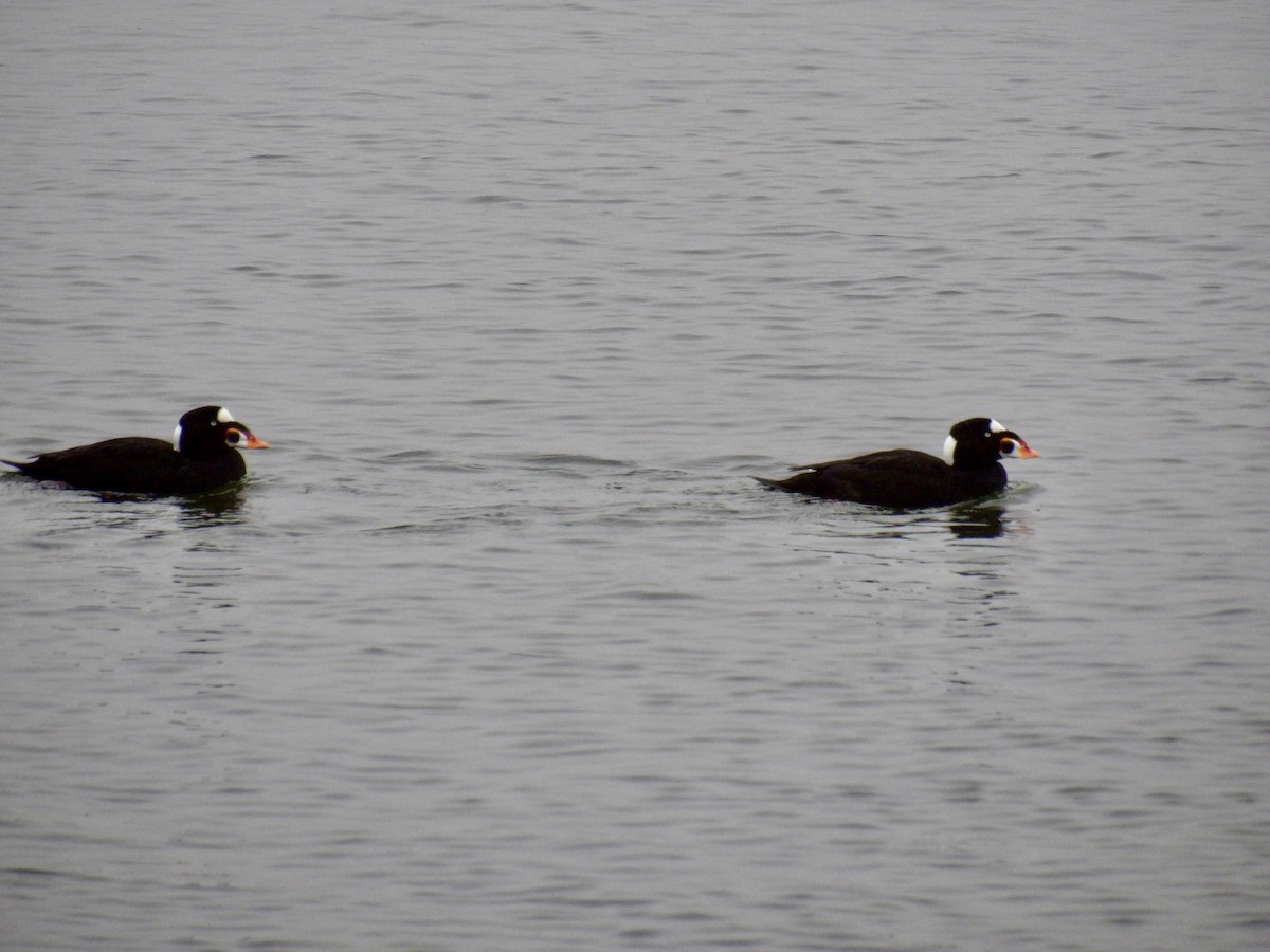 Surf Scoter - ML646942067