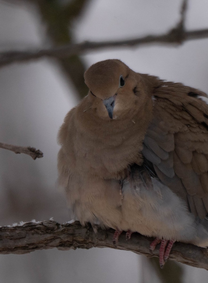 Zenaida Huilota - ML646942074